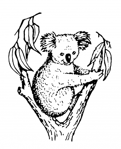 Koala Accounting & Taxation - Sunshine Coast Accountants 2